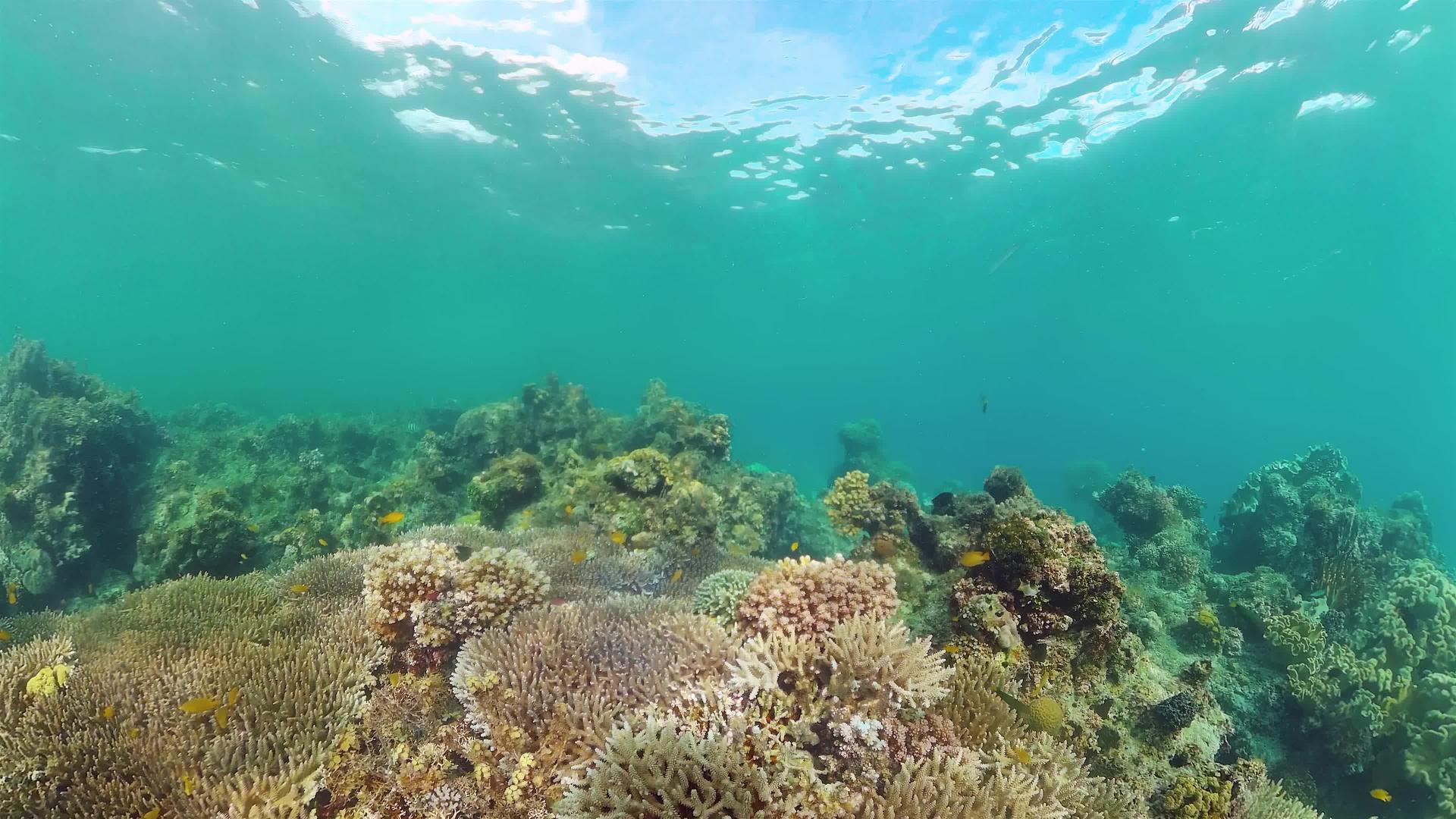 珊瑚礁和热带鱼类视频的预览图