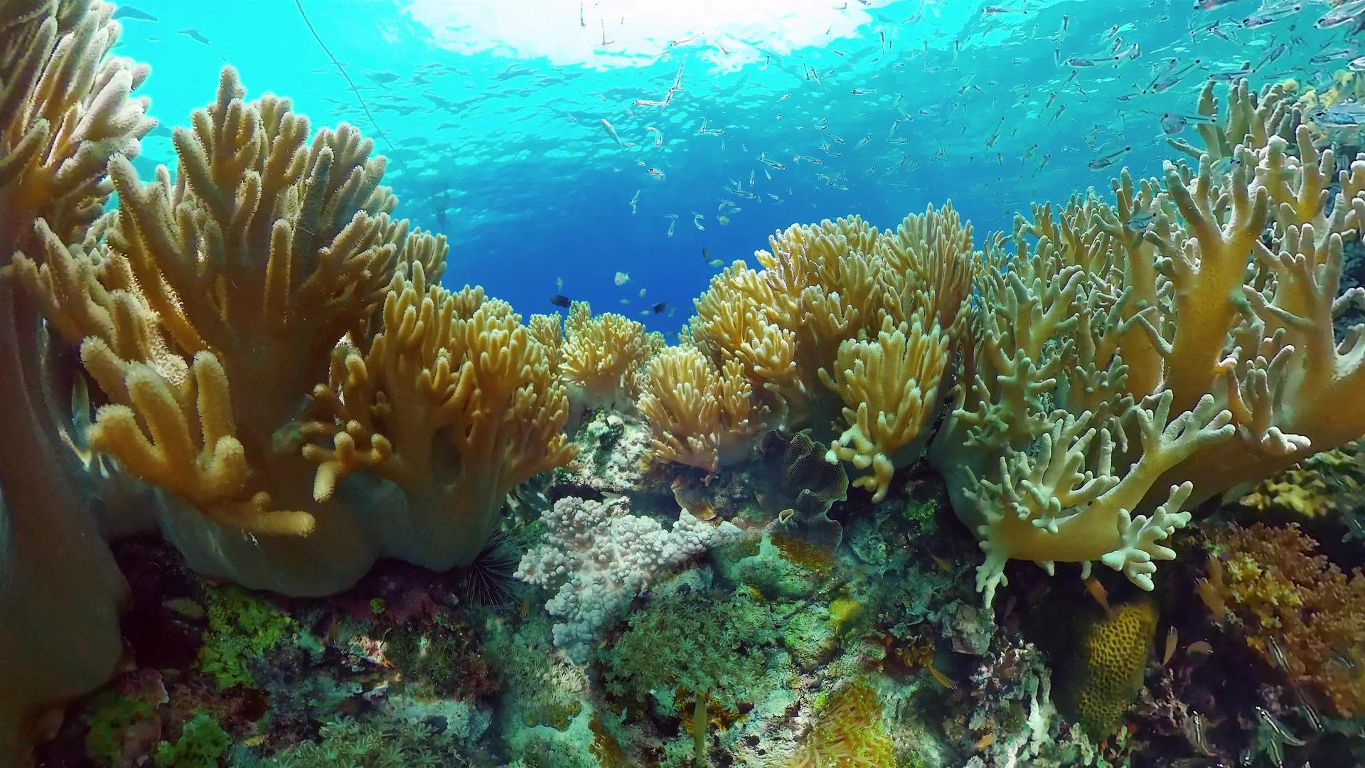 热带珊瑚礁有硬珊瑚和软珊瑚视频的预览图