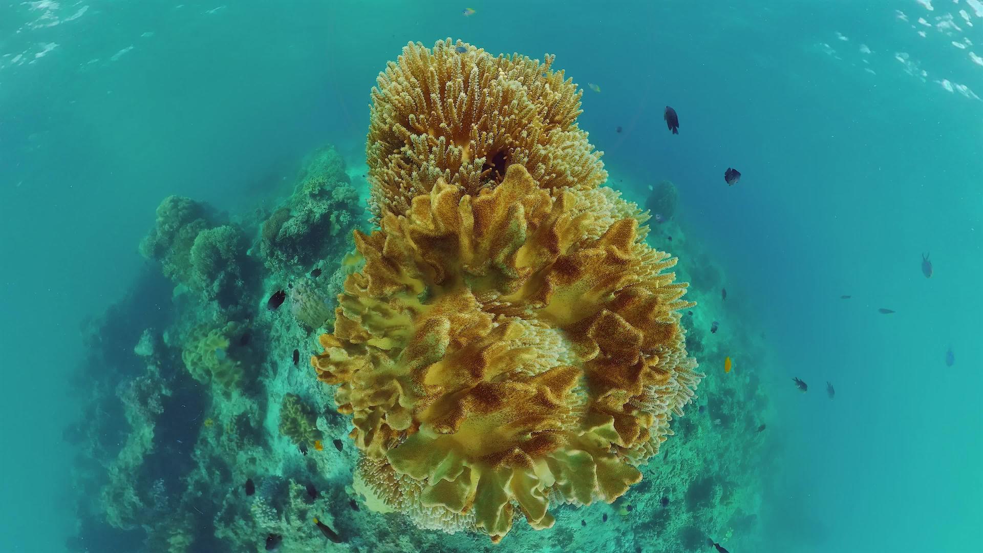 潜水的热带鱼和珊瑚礁视频的预览图