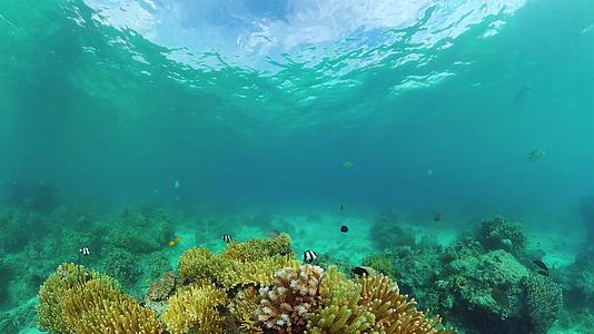 珊瑚花园海景和水下世界视频的预览图