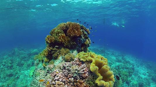 珊瑚花园海景和水下世界视频的预览图