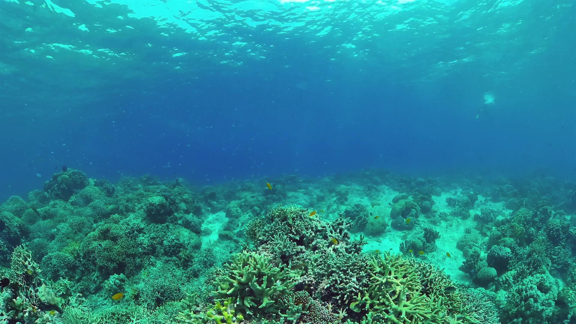 水下珊瑚礁视频的预览图