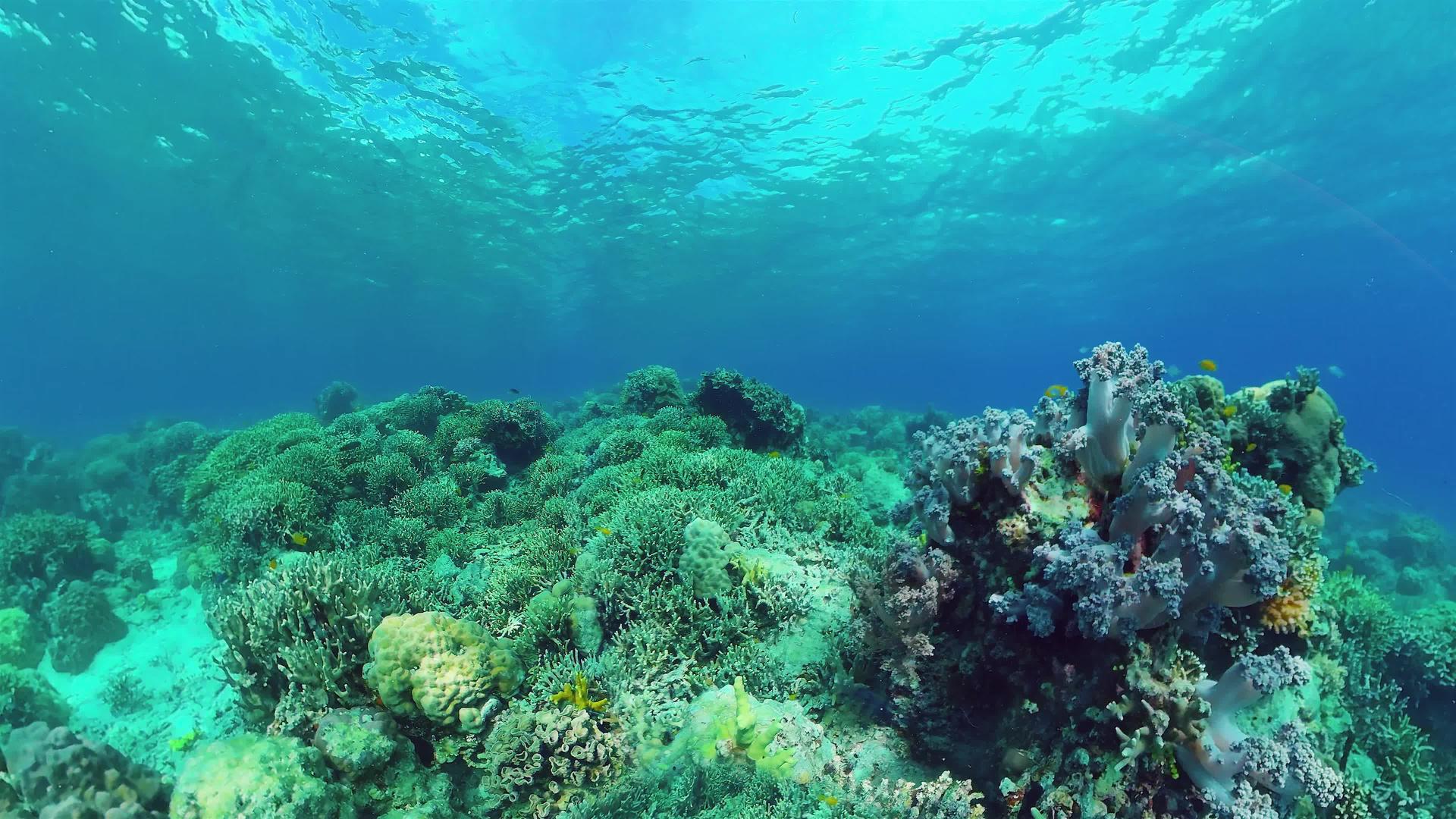 热带珊瑚礁视频的预览图