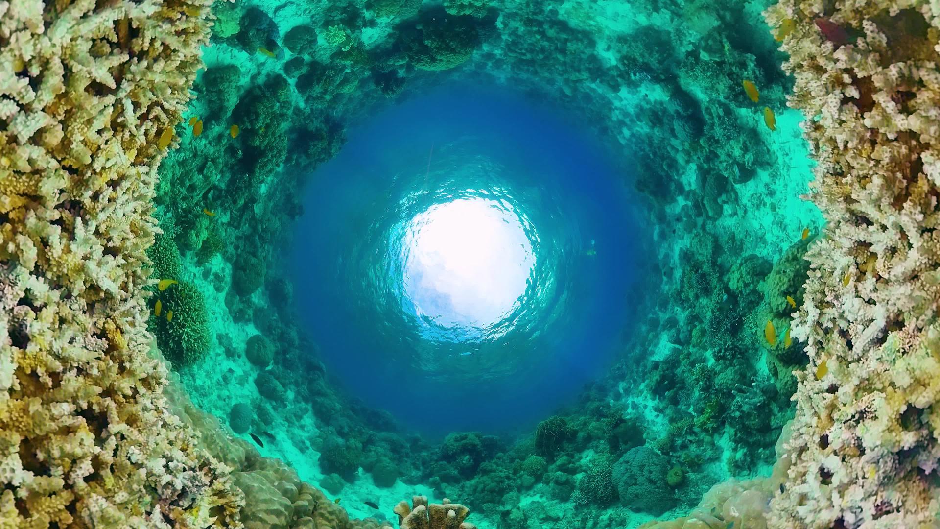 热带珊瑚礁视频的预览图