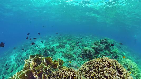 热带鱼类和珊瑚礁视频的预览图