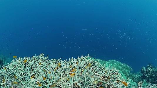 珊瑚礁和热带鱼在水下捕鱼视频的预览图