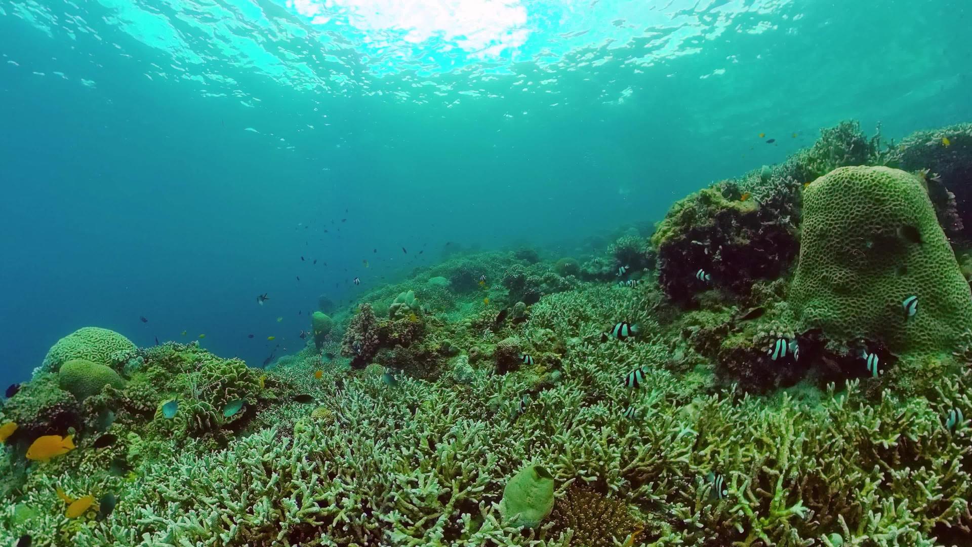 热带鱼类和珊瑚礁视频的预览图
