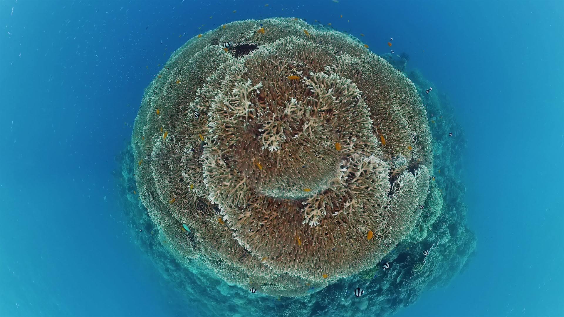 珊瑚礁和热带鱼在水下捕鱼视频的预览图