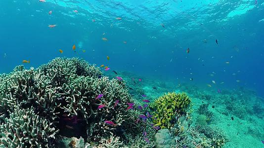 水下世界有珊瑚礁视频的预览图