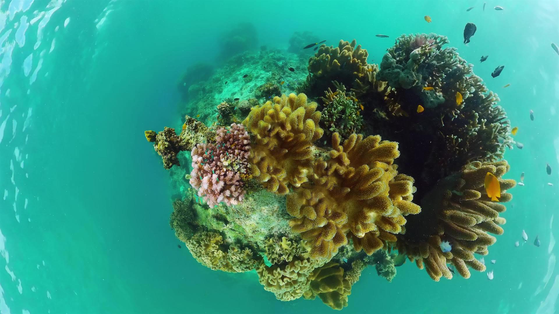 水下世界有珊瑚礁视频的预览图