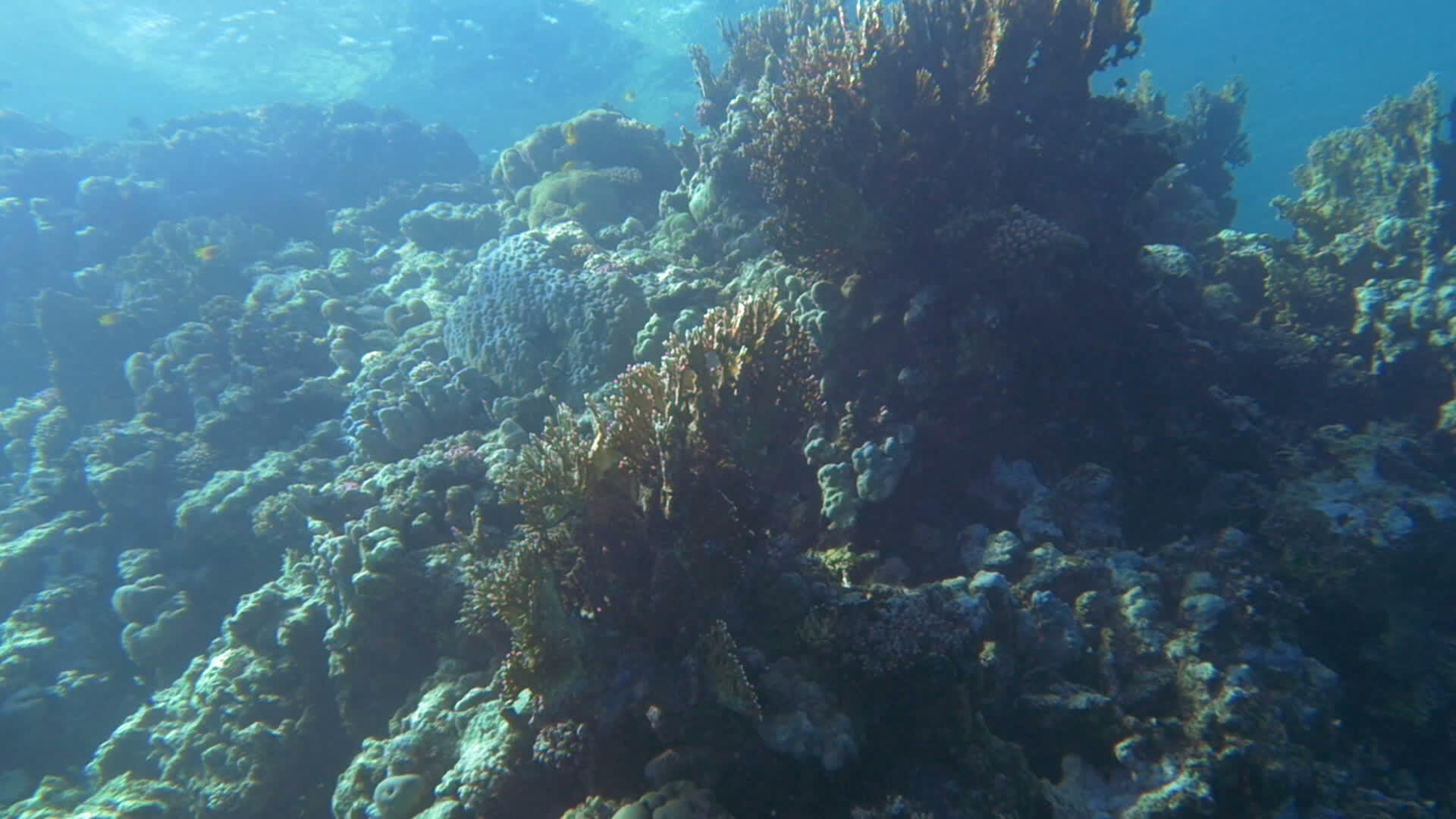 珊瑚礁靠近水面视频的预览图