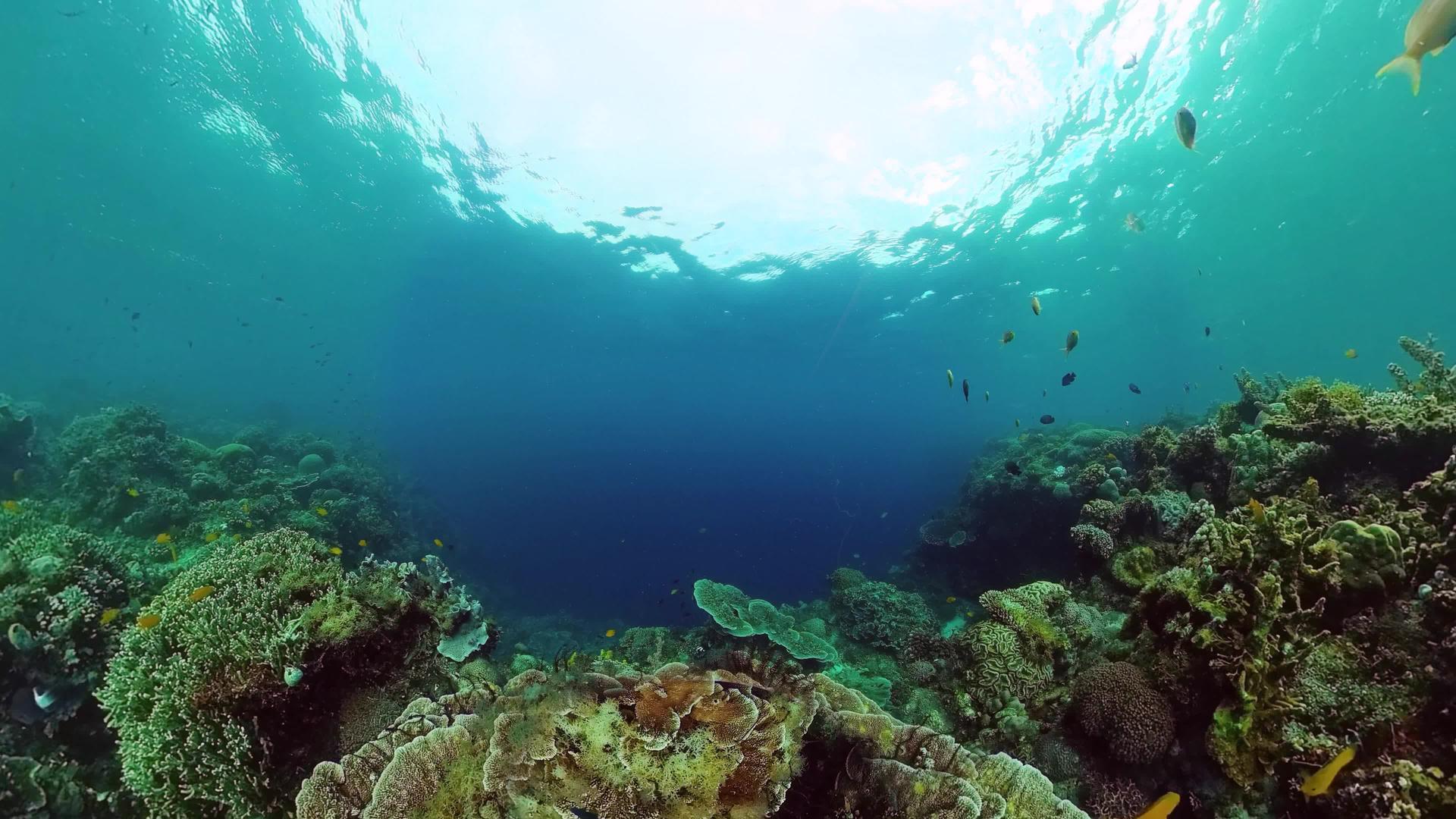 水下珊瑚礁和鱼类boholphilippines视频的预览图