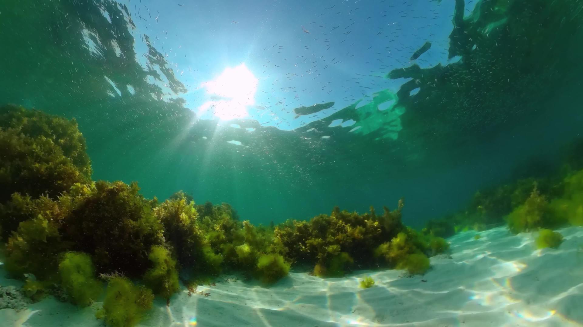 水下珊瑚礁和鱼类boholphilippines视频的预览图