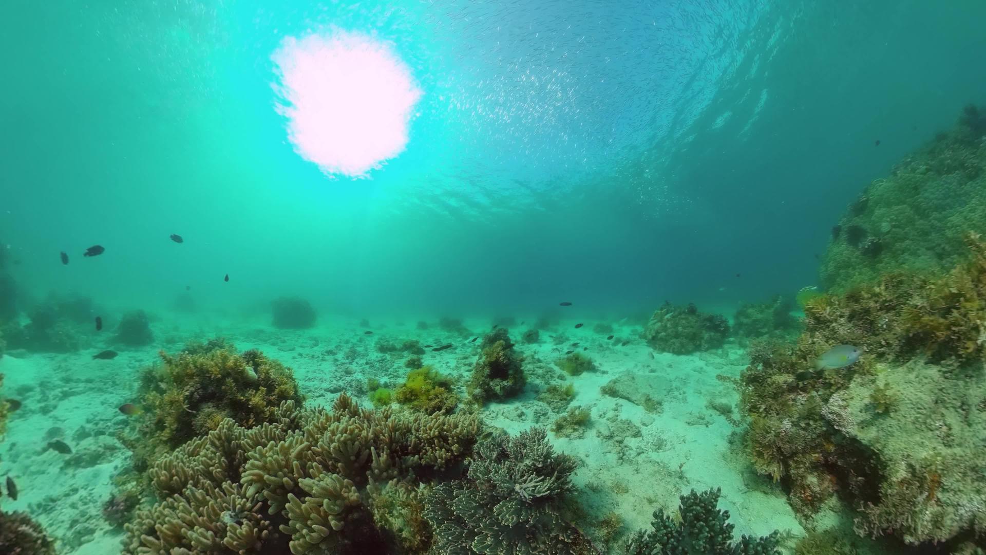 世界珊瑚礁邦格莱奥菲利平斯视频的预览图