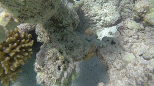 外来异国鱼类生活在珊瑚礁中视频的预览图