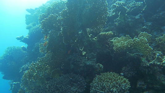 珊瑚礁日晒视频的预览图