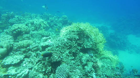 珊瑚礁和和平生活视频的预览图