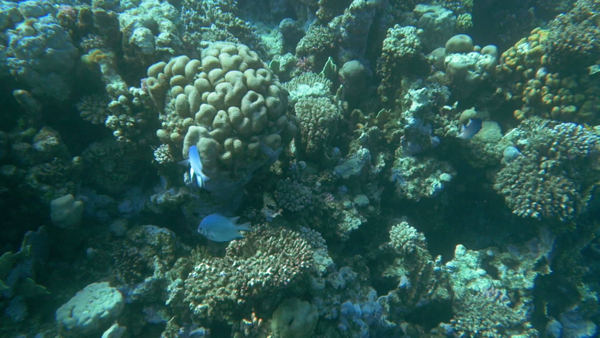 珊瑚礁及其栖息地视频的预览图