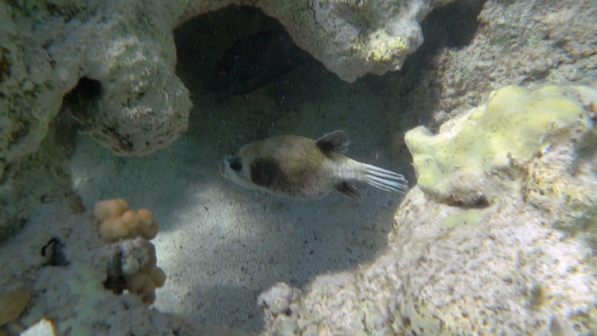 热带鱼在珊瑚礁中游泳视频的预览图