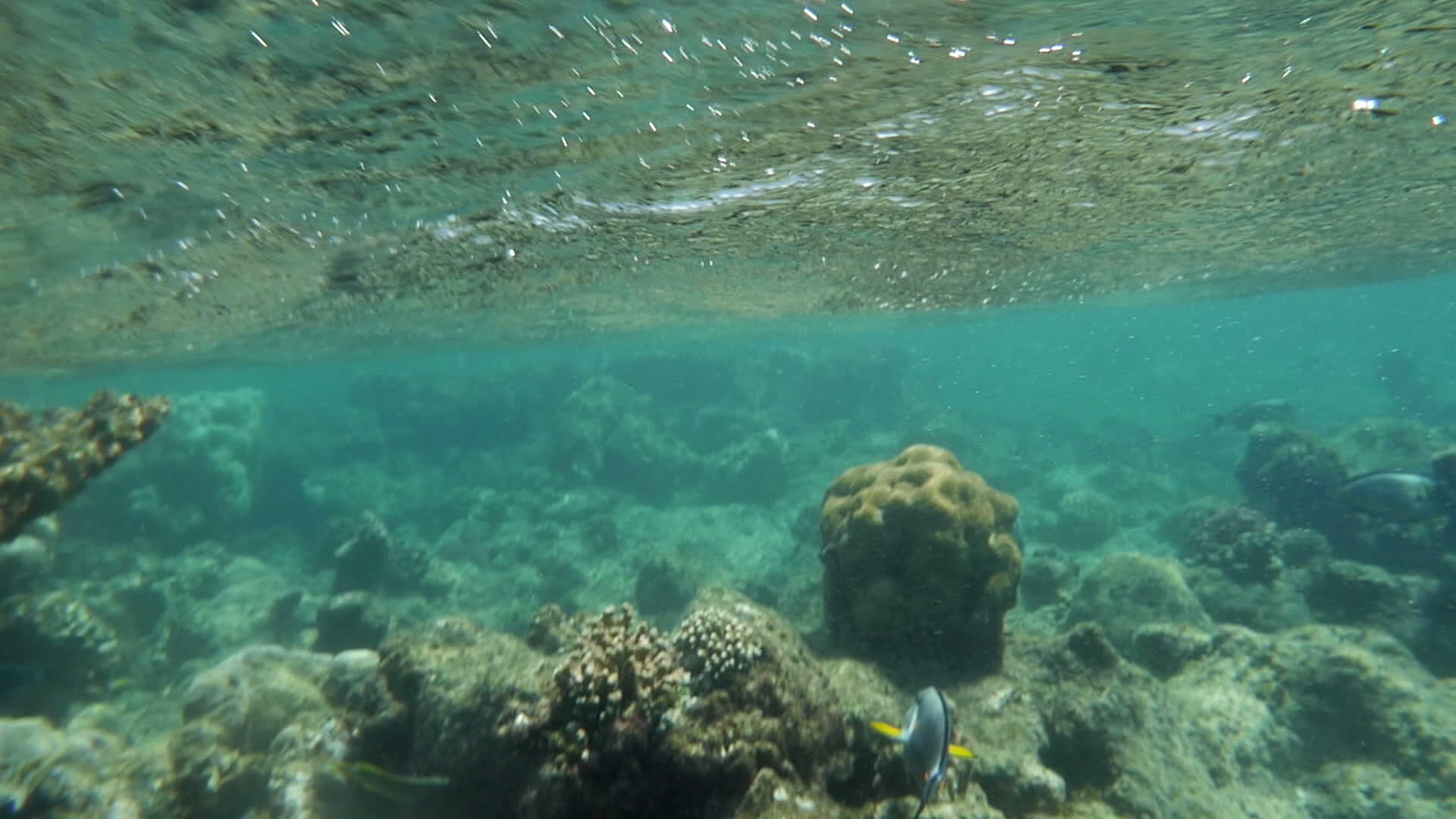 红海珊瑚礁视频的预览图