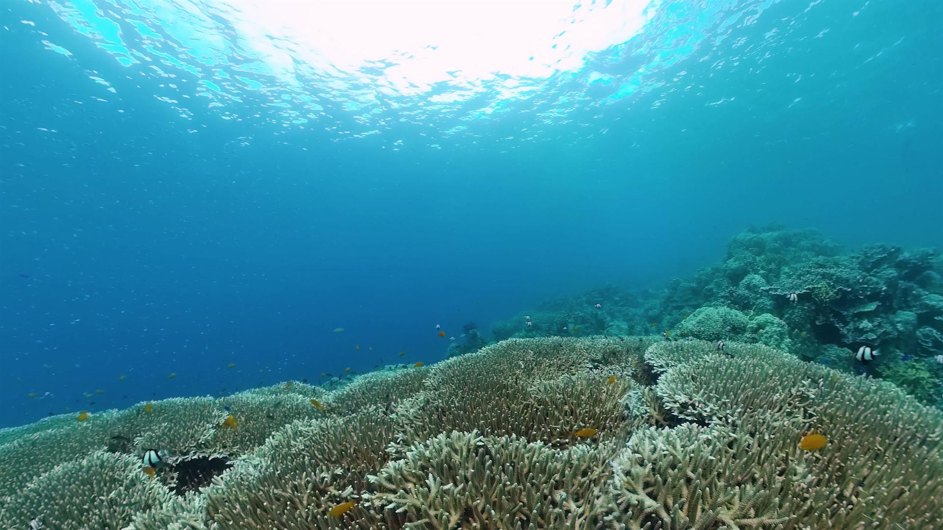 潜水的热带鱼和珊瑚礁视频的预览图