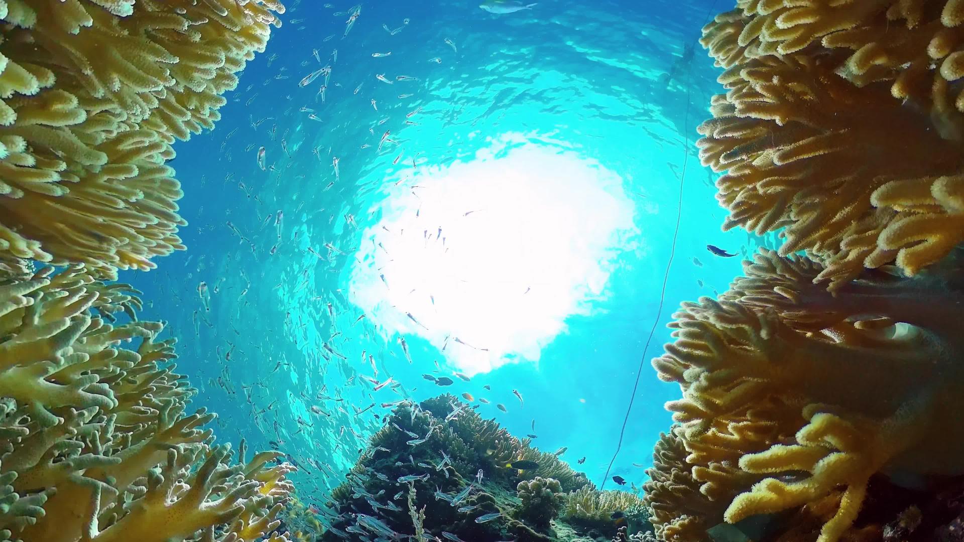 菲利平鱼有热带鱼和珊瑚的美丽水下风景视频的预览图