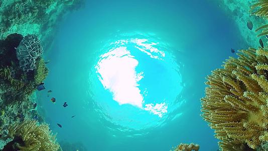 菲利平鱼有热带鱼和珊瑚的美丽水下风景视频的预览图