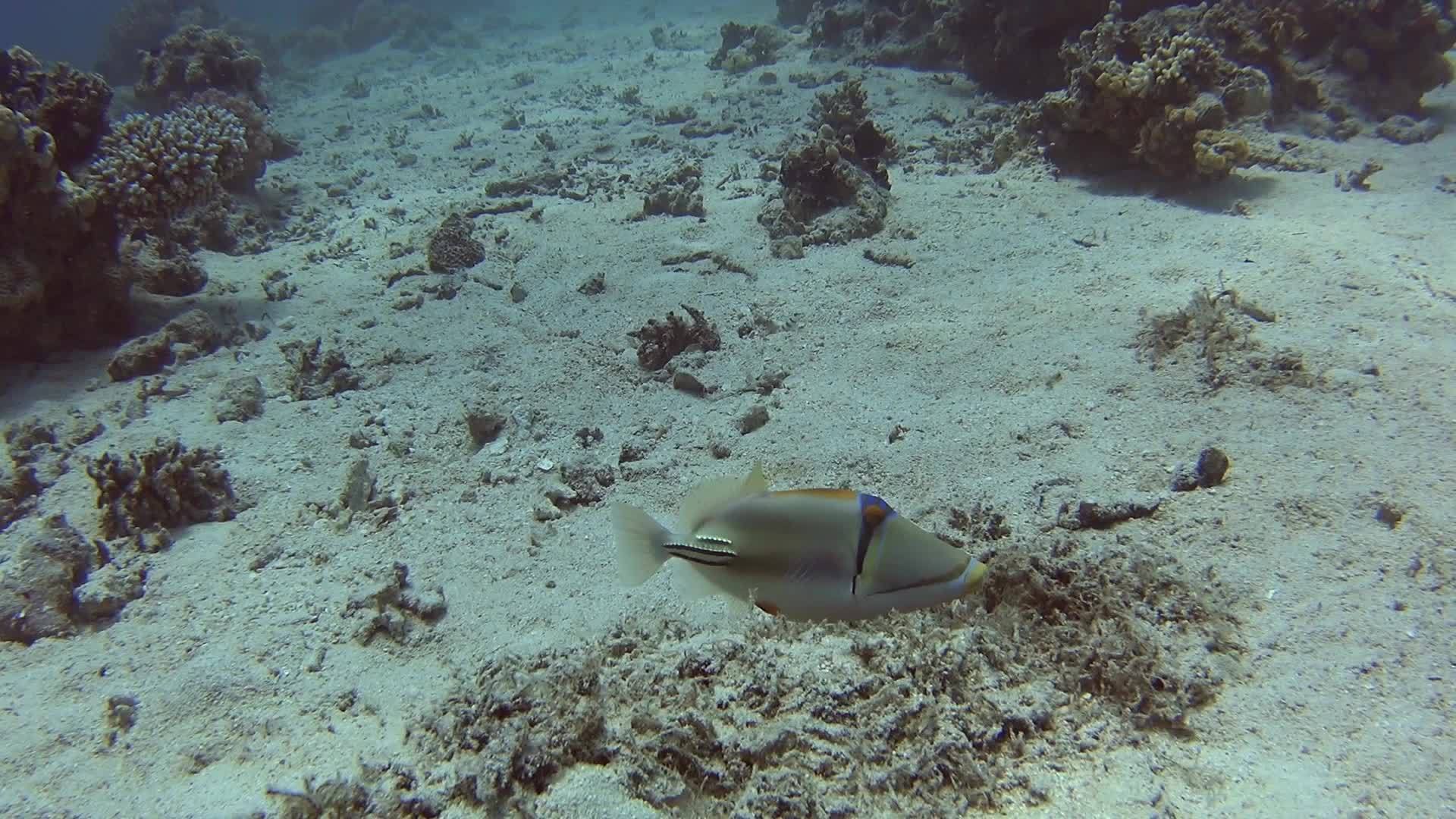 热带海洋中的阿拉伯皮卡索触发了热带珊瑚礁视频的预览图