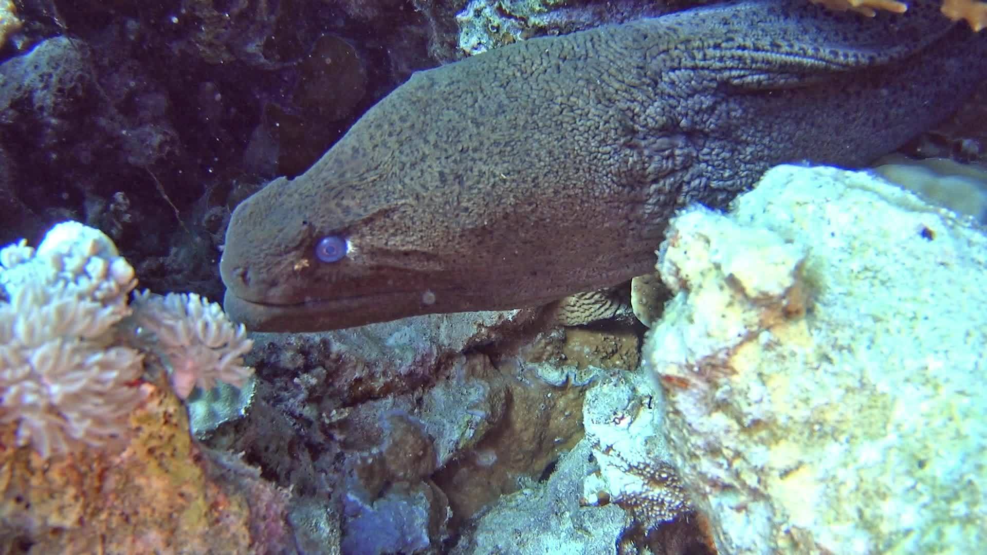 热带热带海珊瑚礁视频的预览图
