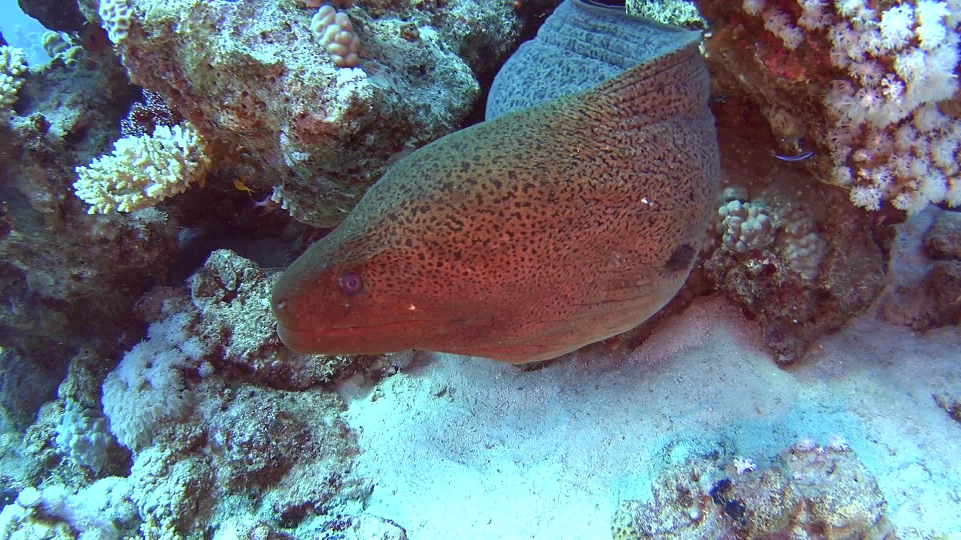 热带热带海珊瑚礁视频的预览图