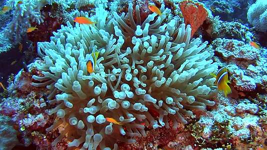 热带海珊瑚上的一对鱼视频的预览图