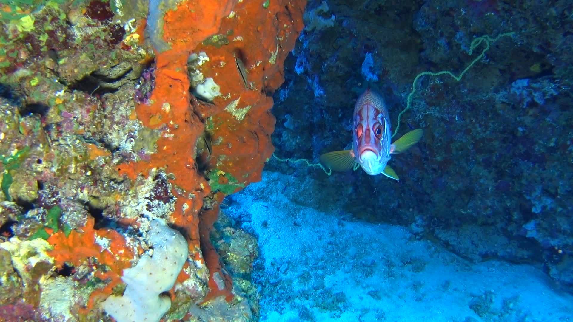 热带珊瑚礁场景珊瑚硬珊瑚上有巨大的松鼠鱼视频的预览图