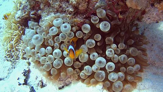 热带海珊瑚上的一对鱼视频的预览图