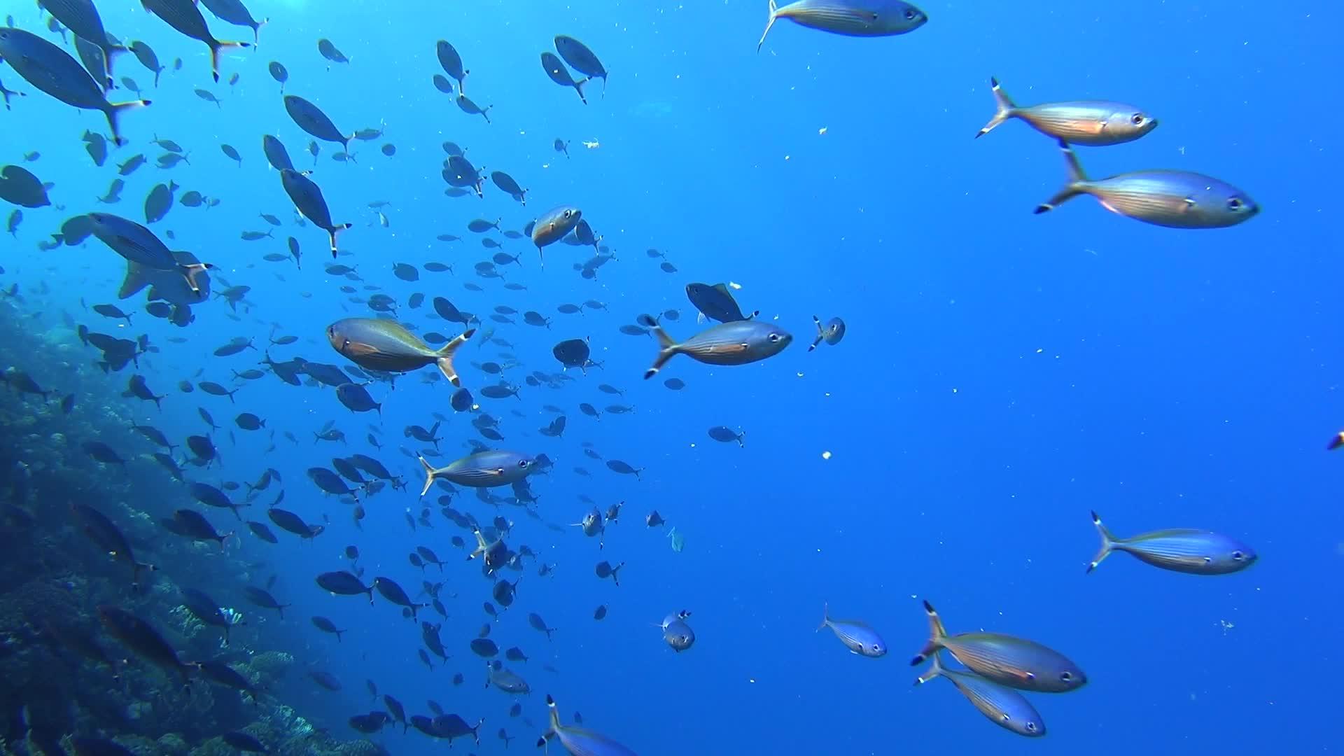 热带珊瑚礁和热带珊瑚礁场景的红海火炉鱼视频的预览图