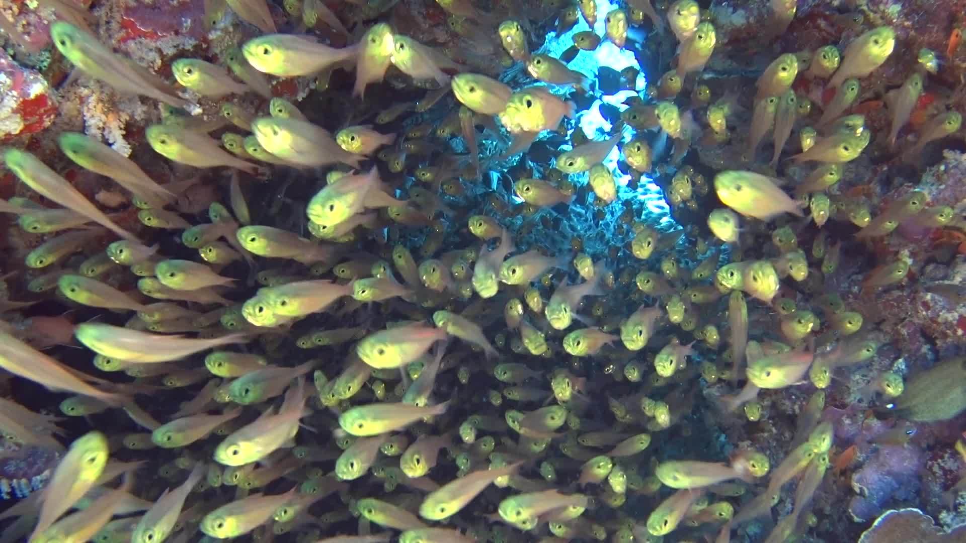 热带珊瑚礁热带珊瑚礁场景视频的预览图
