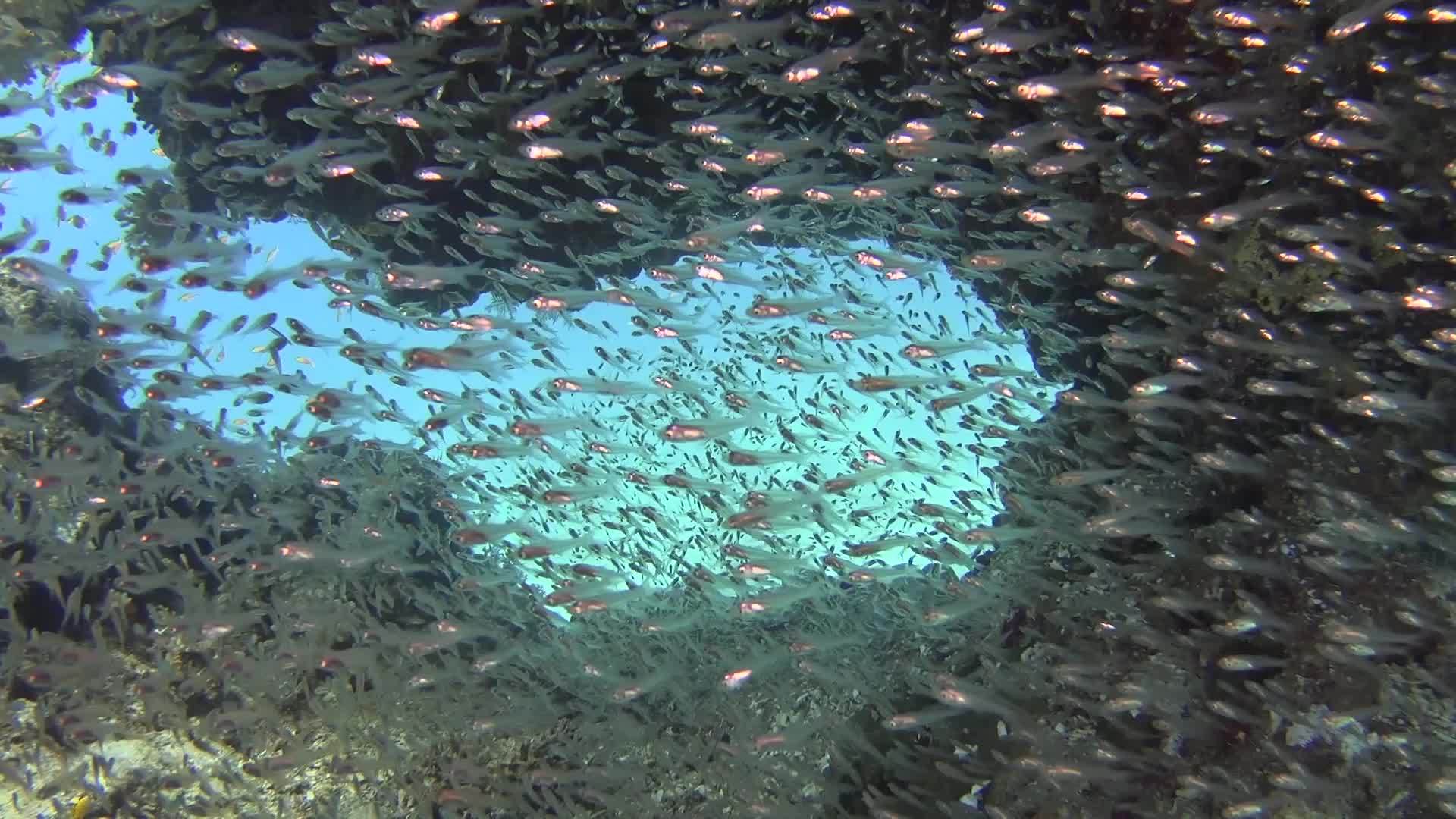 热带珊瑚礁热带珊瑚礁场景视频的预览图