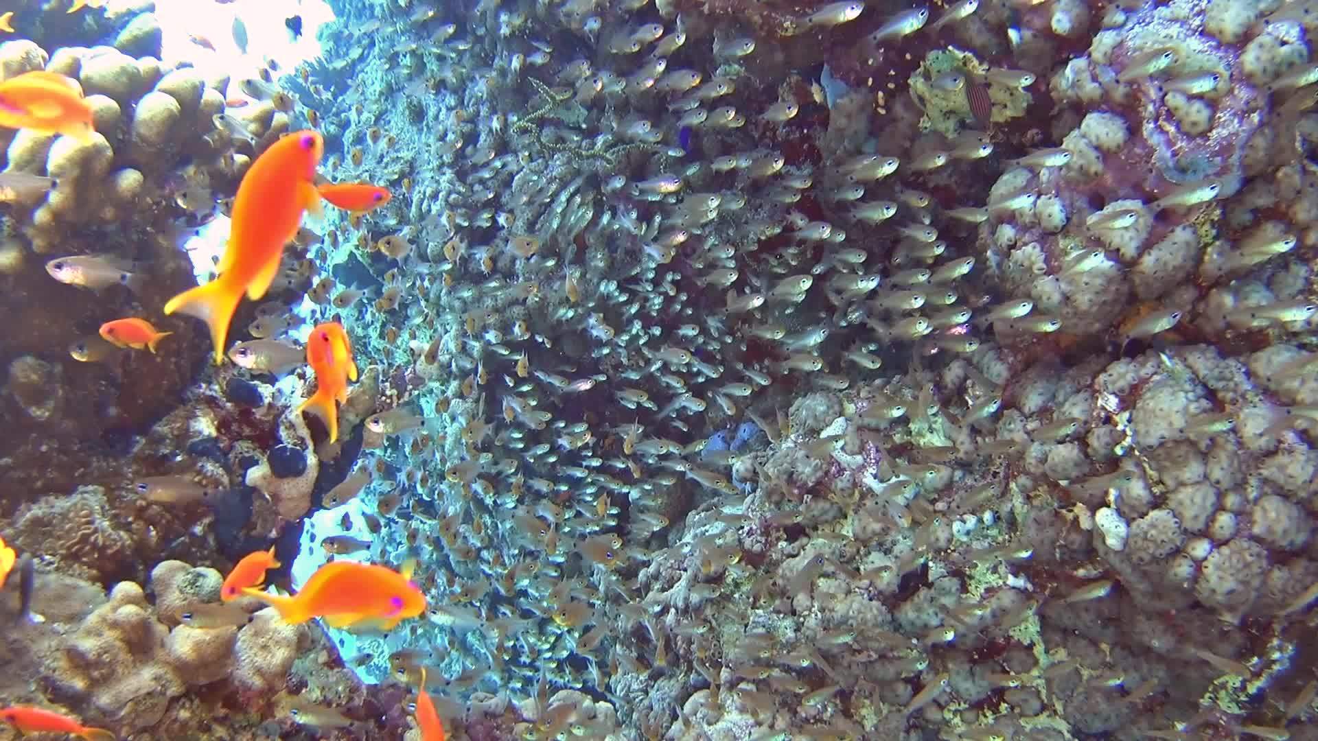 热带珊瑚礁、玻璃鱼和炭眼浅滩视频的预览图