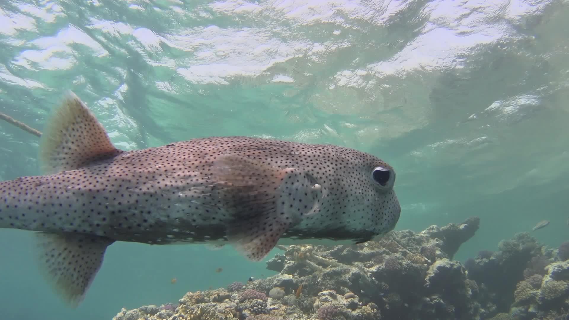 热带珊瑚礁黄斑鲑鱼在硬珊瑚上游视频的预览图