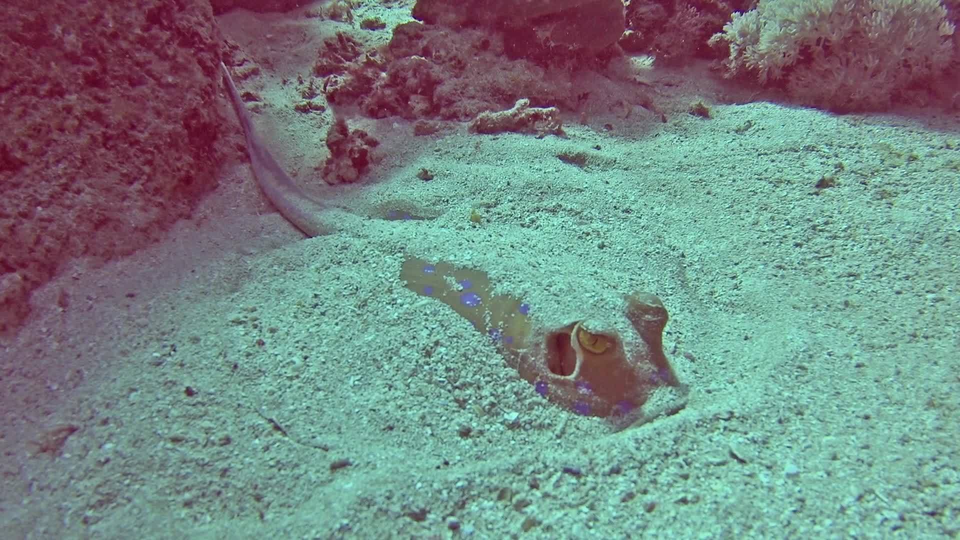 热带海沙海底热带海沙海床蓝斑蓝点环礁湖视频的预览图