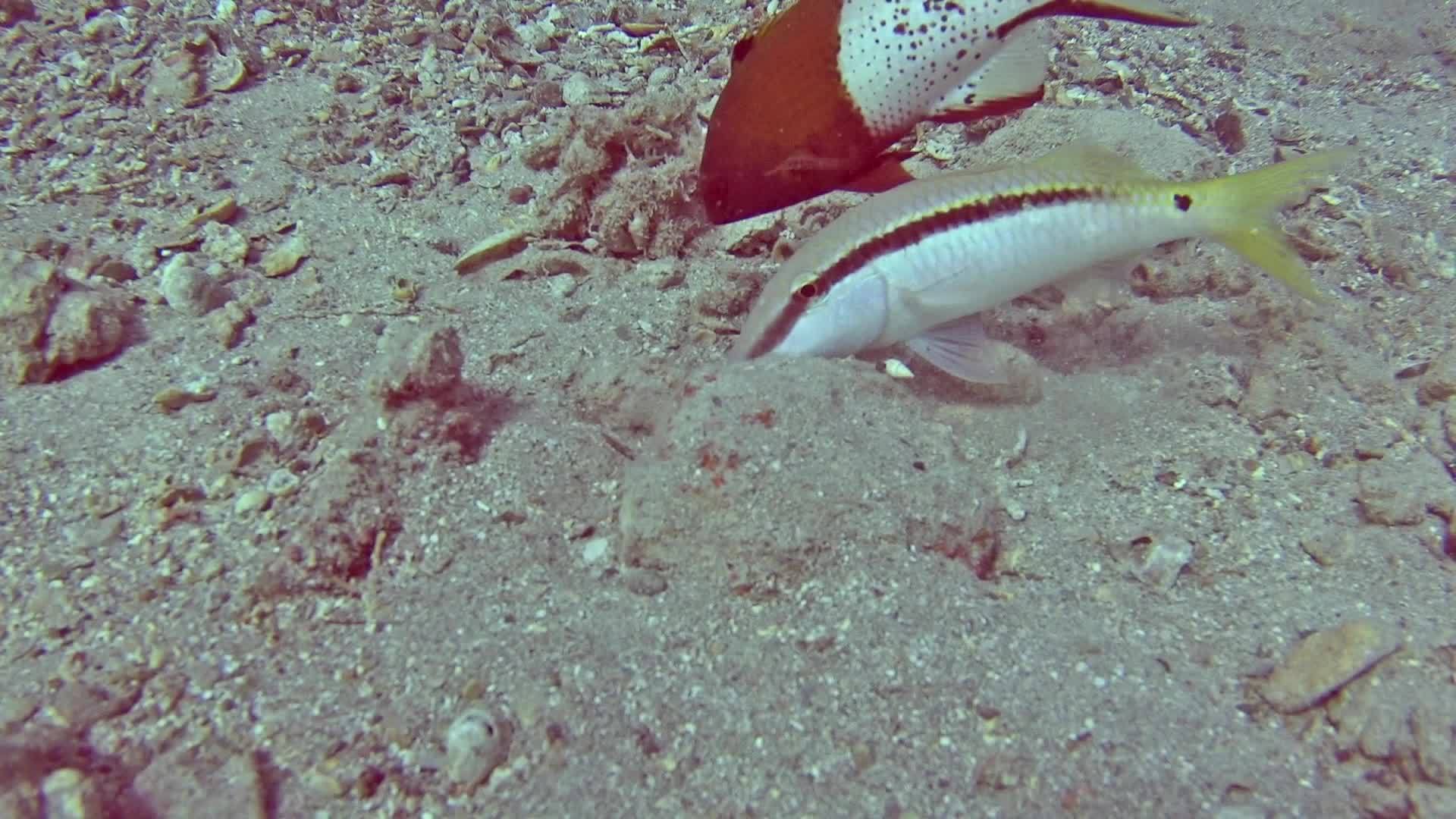 热带海洋红海红山羊鱼在珊瑚礁珊瑚礁上视频的预览图