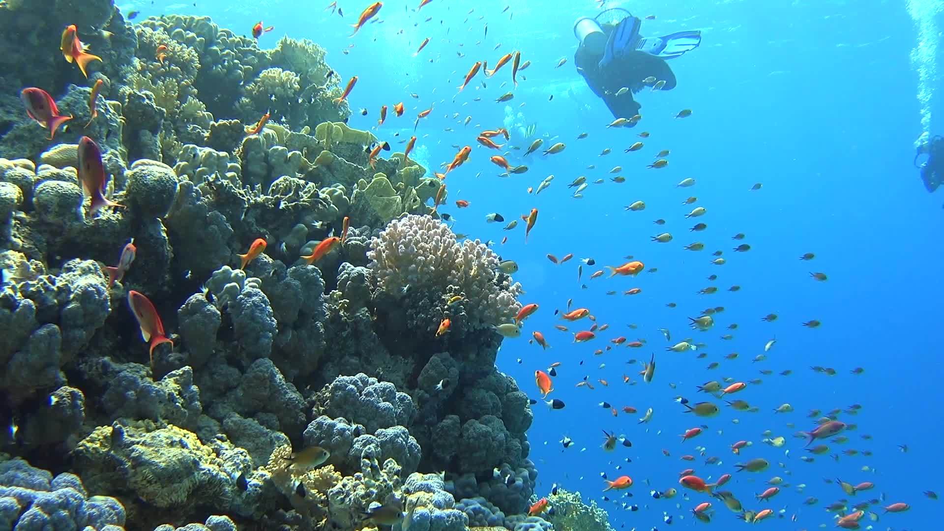 热带珊瑚礁的景象视频的预览图