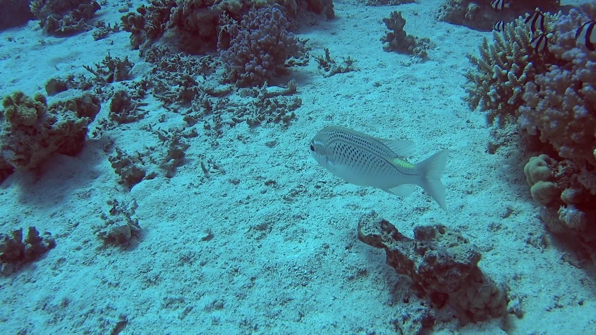 热带海洋珊瑚礁视频的预览图