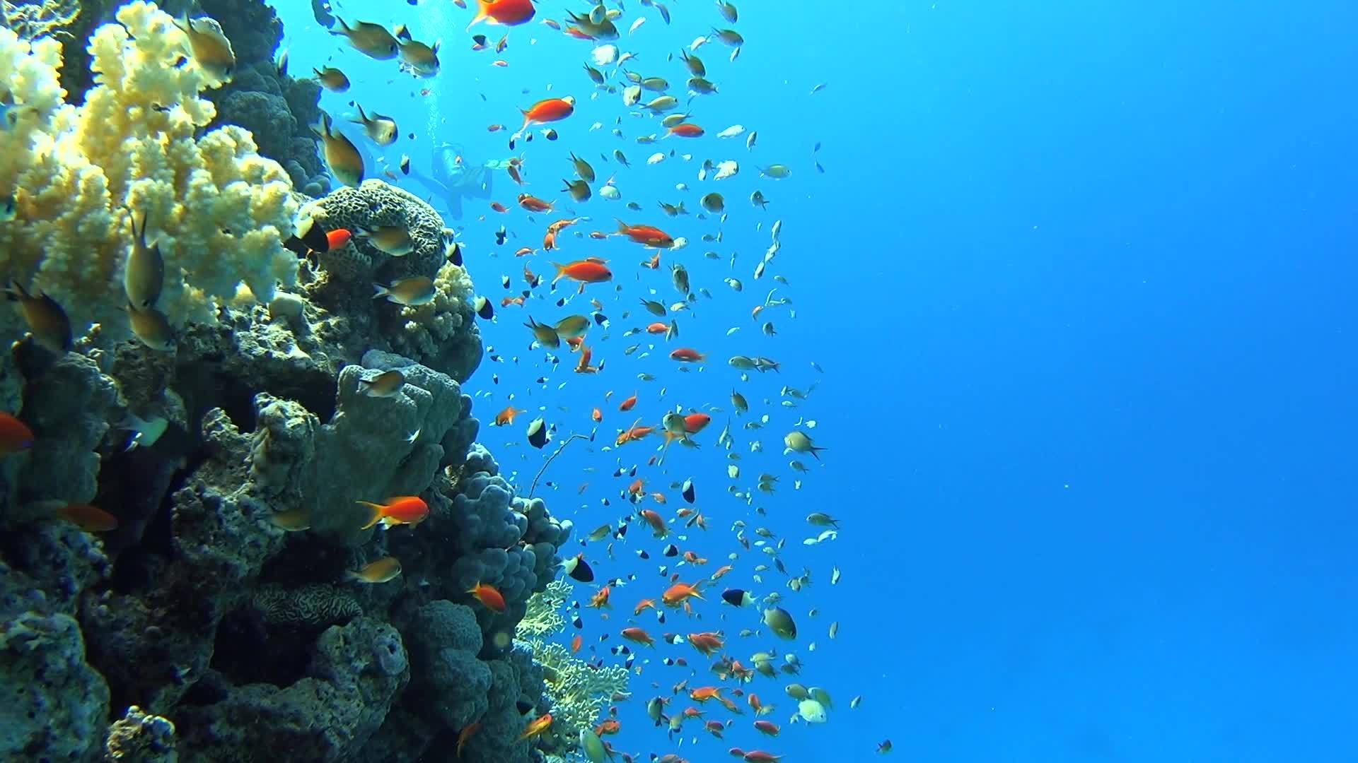 热带珊瑚礁的景象视频的预览图