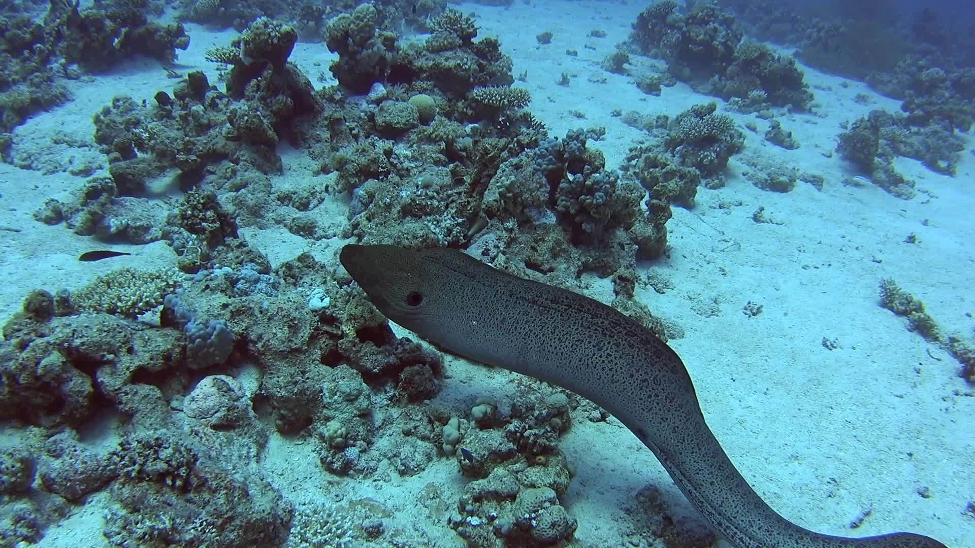 巨大的海鳗在珊瑚礁的热带海洋中游泳视频的预览图