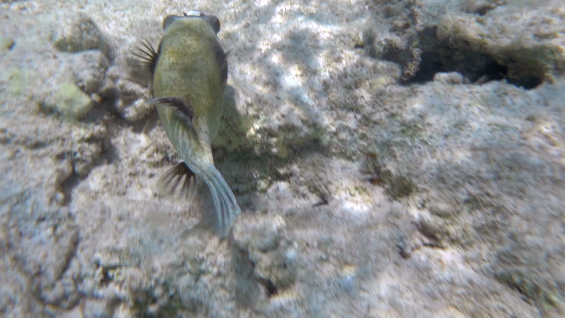 鱼在珊瑚礁中游泳视频的预览图