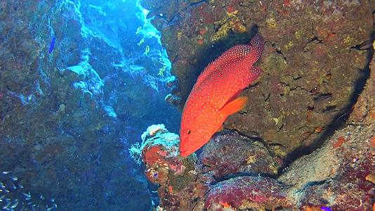 热带珊瑚礁中的珊瑚群和洞穴中的玻璃鱼视频的预览图