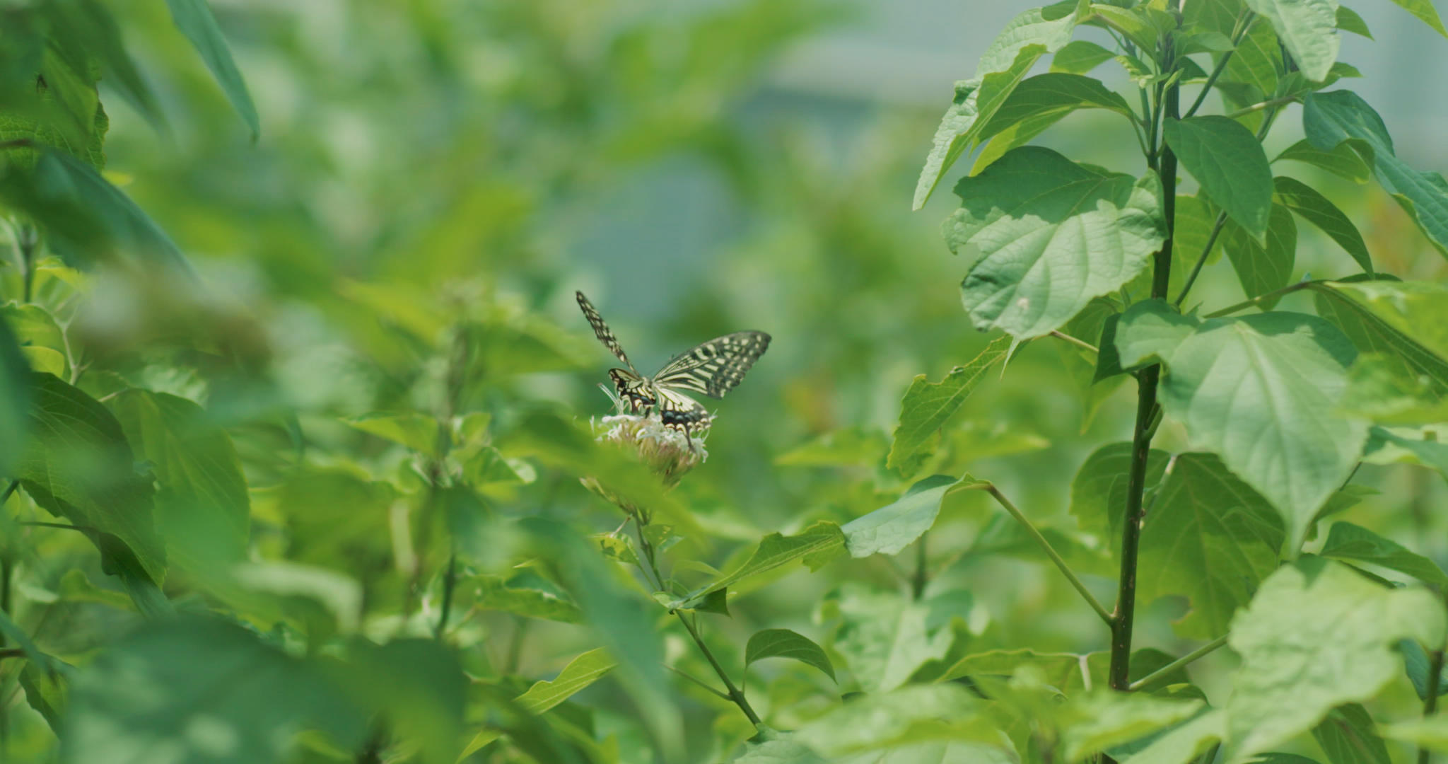 蝴蝶花朵高速摄影视频的预览图