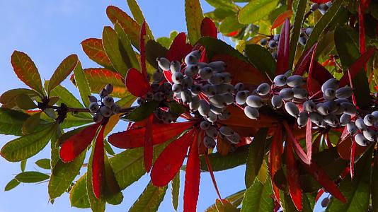 秋天在植物园的果树和红叶上吃水果视频的预览图