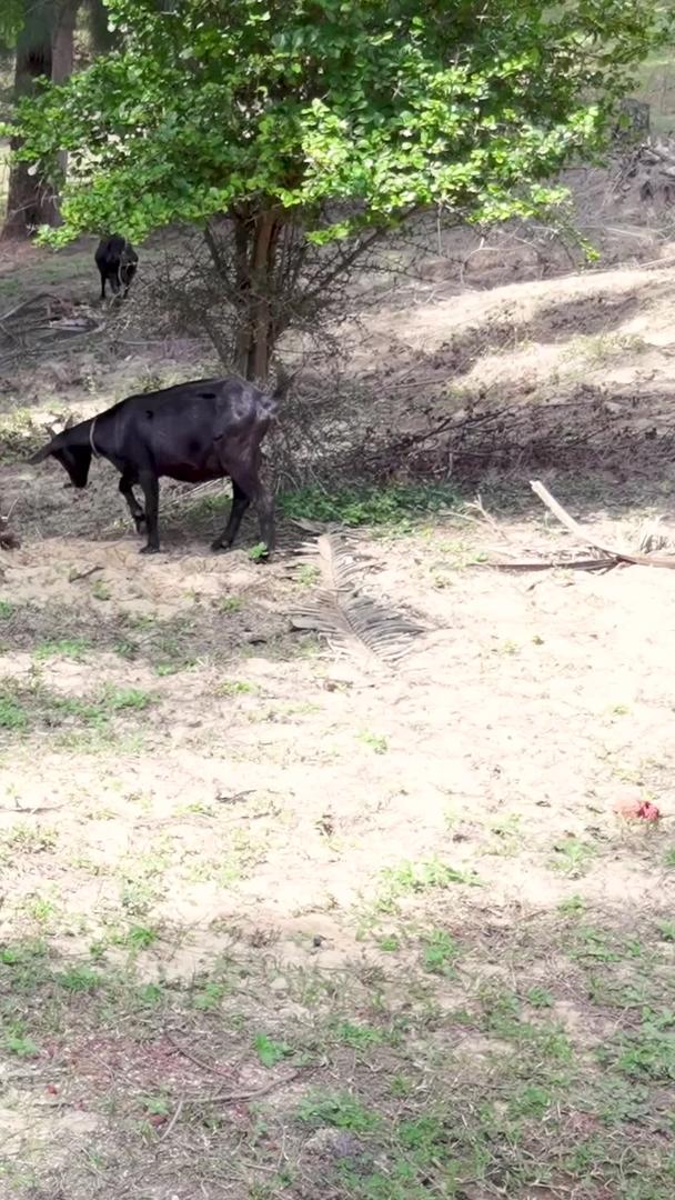 在野外山坡上母山羊带着小山羊吃草动物视频素材视频的预览图