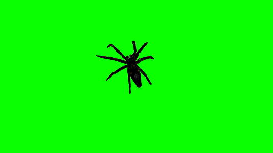 绿屏上的蜘蛛蜘蛛爬得毛骨悚然视频的预览图